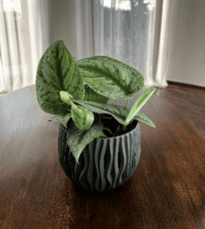 Scindapsus pictus Exotica (Epipremnum)