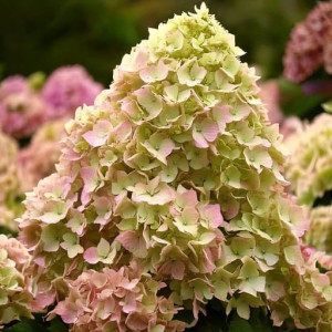Hortensja bukietowa PETITE FLORI 'Coussine'