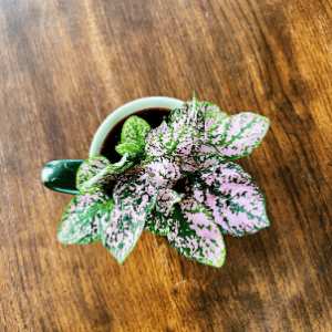 Fittonia Pink Forest Flame