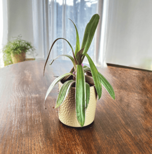 Trzykrotka Rhoeo Discolor (Tradescantia spathacea)