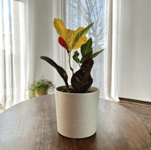 Trójskrzyn pstry/Kroton Mammi Codiaeum variegatum