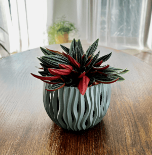 Peperomia kędzierzawa Rosso (Peperomia caperata)