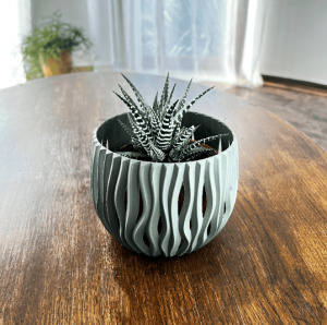 Aloes ościsty Aloe aristata