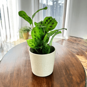 Maranta leuconeura Kerchoveana