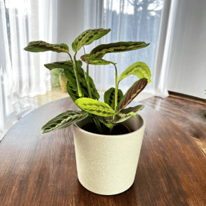 Maranta leuconeura Red Stripe Tricolor (Maranta leuconeura var. erythroneura)