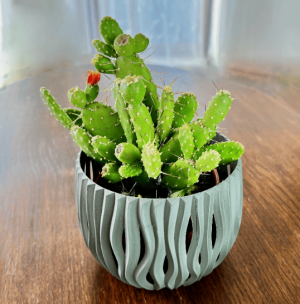 Opuncja (Opuntia)