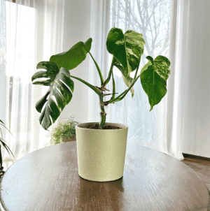 Monstera deliciosa Variegata