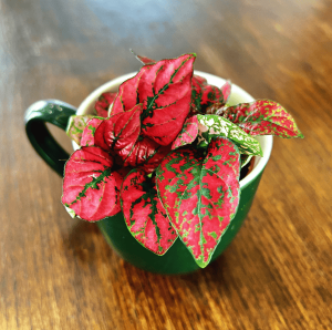Fittonia Red Forest Flame
