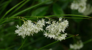 Kosmatka śnieżna (Luzula nivea) - NIESPOTYKANA TRAWA
