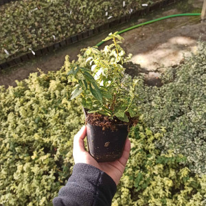 Trzmielina Fortune'a Golden Harlequin C2