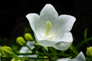 Dzwonek Karpacki Pearl White