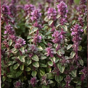 Macierzanka zwyczajna 'Foxley'