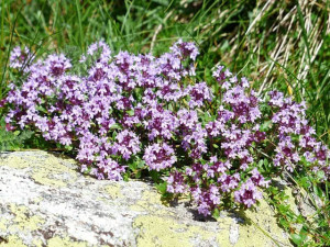 Macierzanka wczesna pseudolanuginosus