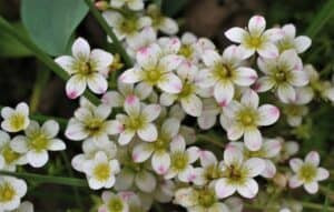 Skalnica gronkowa Minutifolia