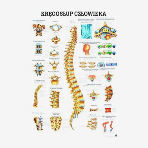 Tablica anatomiczna - Kręgosłup - laminowana