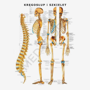 Plansza anatomiczna - Kręgosłup i szkielet