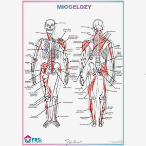 Plakat anatomiczny - Miogelozy