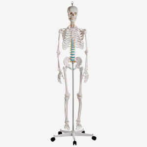 Szkielet anatomiczny człowieka - model "Oscar" Erler Zimmer 178 cm