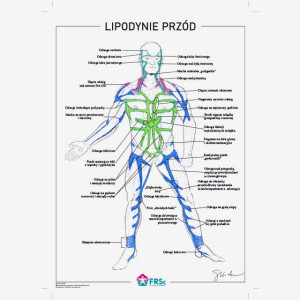 Plakat anatomiczny - Lipodynie 30x40 cm - przód - bez ramki
