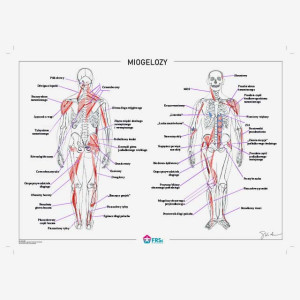Plakat anatomiczny - Miogelozy 30x40 cm - bez ramki