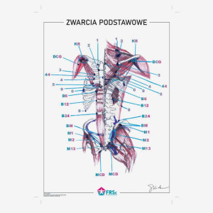 Plakat anatomiczny - Zwarcia podstawowe 30x40 cm - bez ramki
