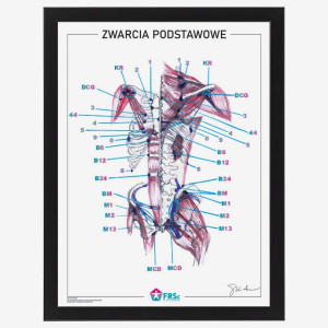 Plakat anatomiczny - Zwarcia podstawowe 30x40 cm - w ramce