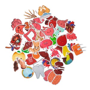 Naklejki anatomiczne - zestaw 50 szt. - wersja 2