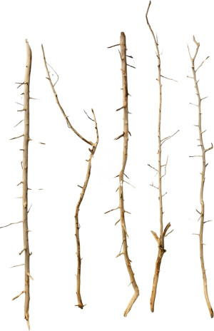 ROTALA Premium Thorny Wood 1kg - Gałęzie Korzenie do akwarium
