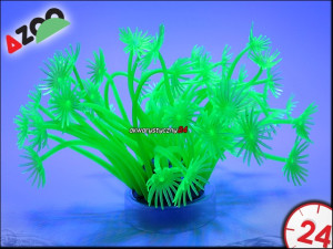 AZOO NEON CORAL - GONIPORA STOHESI "Zielony"