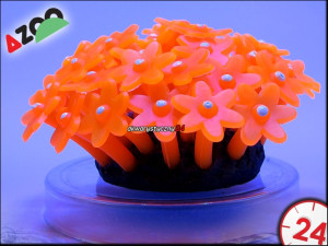 AZOO NEON CORAL TUBASTRAEA "Pomarańczowy"