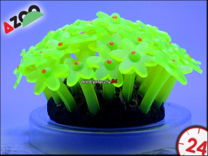 AZOO NEON CORAL TUBASTRAEA "Żółty"
