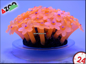 AZOO NEON CORAL TUBASTRAEA "Różowy"