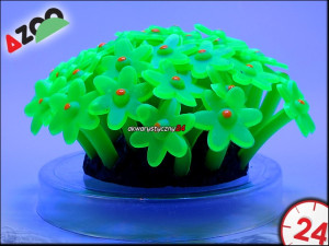 AZOO NEON CORAL TUBASTRAEA "Zielony"