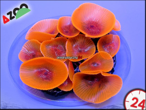 AZOO NEON CORAL Discosoma spp. "Pomarańczowy"