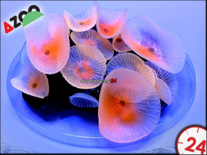 AZOO NEON CORAL Discosoma spp. "Różowy"