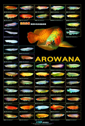 AZOO Plakat akwarystyczny Arowana