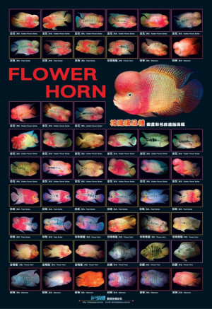 AZOO Plakat akwarystyczny FlowerHorn