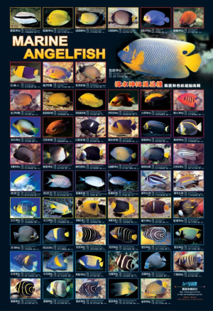 AZOO Plakat akwarystyczny Marine AngelFish
