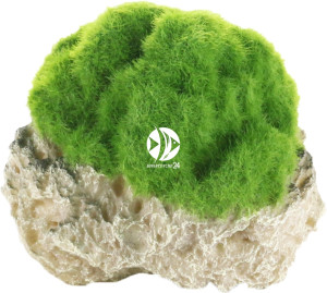 AQUA DELLA Moss Stone - Sztuczna skała z mchem, wisząca wraz z przyssawkami do akwarium