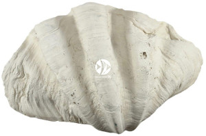 Back To Nature Tridacna Clam XL - Muszla, ozdoba do akwarium