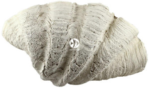 Back To Nature Tridacna Clam L - Muszla, ozdoba do akwarium