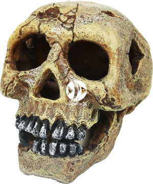 AQUA DELLA Skull-L - Czaszka, dekoracja do akwarium