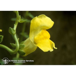Natur Snapdragon Ess 7,4ml Calf