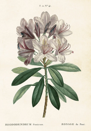 Sköna Ting Poster Rhododendron