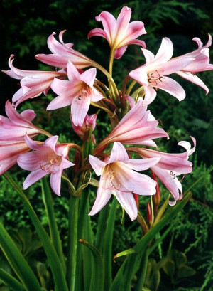 Amarylis ogrodowy (Crinum poweli) pojemnik P15 (doniczka 15x15x15cm), różowe / w odcieniu różowym