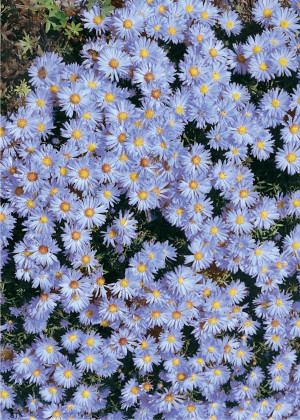 Aster krzaczasty 'Blue Star' (Aster dumosus) pojemnik P11 (doniczka 11X11X12cm); 1 szt., niebieskie / w odcieniu niebieskim