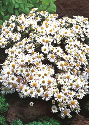 Aster krzaczasty 'Krystyna' (Aster dumosus) sadzonka korzeniowa, białe / w odcieniu białym