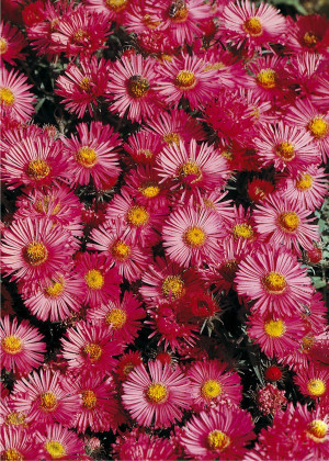 Aster nowoangielski 'Alma Potschke' (Aster novae-angliae) sadzonka korzeniowa, różowe / w odcieniu różowym