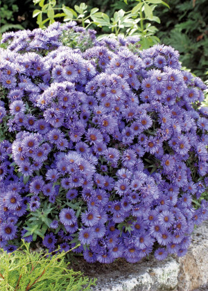 Aster nowoangielski 'Purple Dome' (Aster novae-angliae) pojemnik P13 (doniczka 13x13x13cm), niebieskie / w odcieniu niebieskim