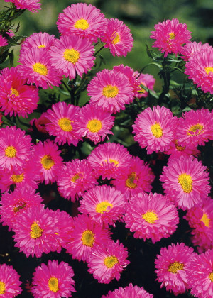 Aster nowoangielski 'Vibrant Dome' (Aster novae-angliae) sadzonka korzeniowa, różowe / w odcieniu różowym